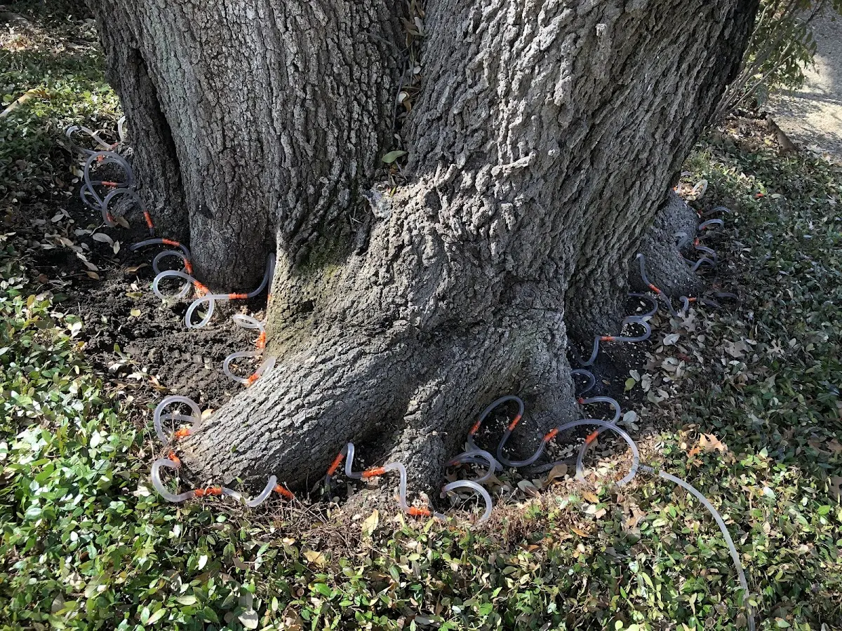 Detailed Shrub and Hedge Trimming job site in Camp Point
